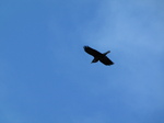 SX24821 Raven (Corvus corax).jpg